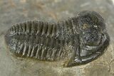 Bargain, Prone Gerastos Trilobite Fossil - Morocco #345148-2